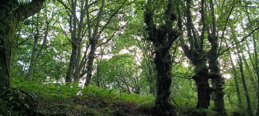 Bosque Lampaza