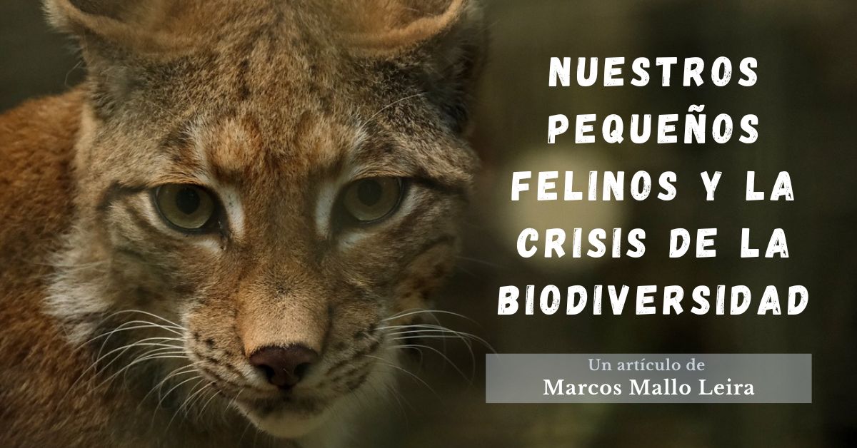 Los pequeños felinos y la crisis de la biodiversidad
