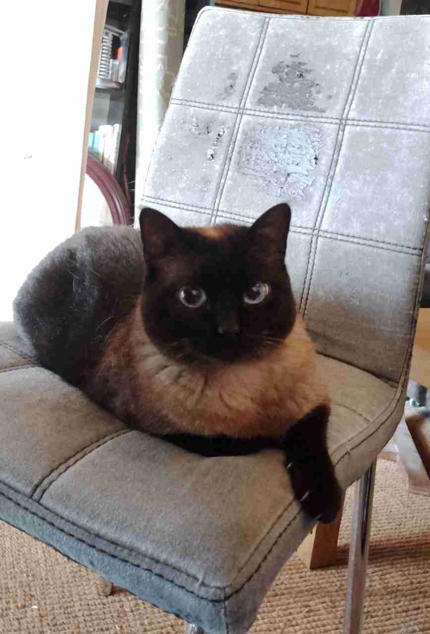Irbis, la gata de la familia del autor, sufriendo las comodidades de vivir en casa en la silla que más le gusta para afilar las uñas.