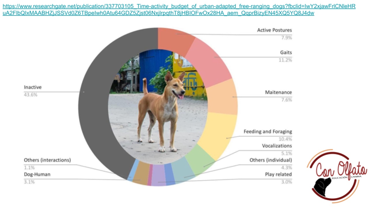 Estudio actividades perros ferales
